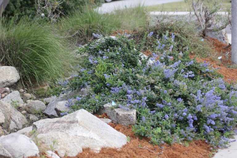 Cover Your Bare California Soil With These Native Groundcovers Before the First Fall Rains Wash It Away