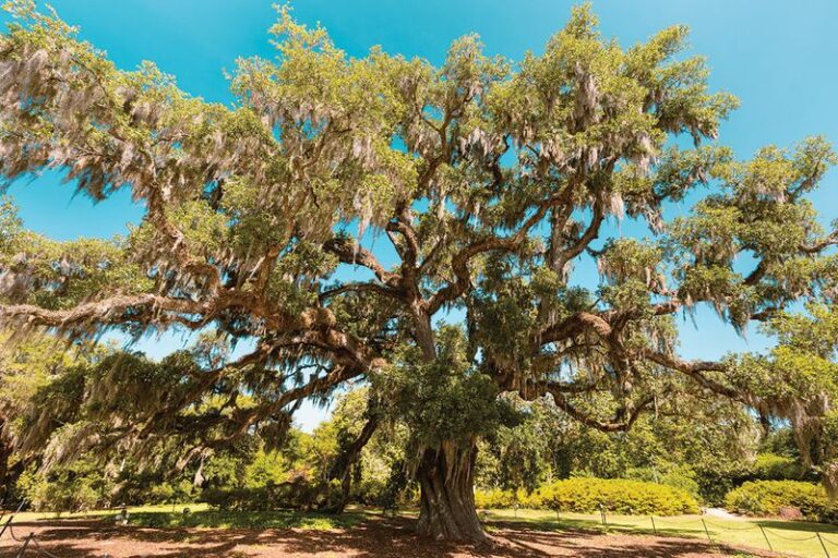 The Fast-Growing Shade Trees That Actually Thrive in North Carolina Heat and Humidity