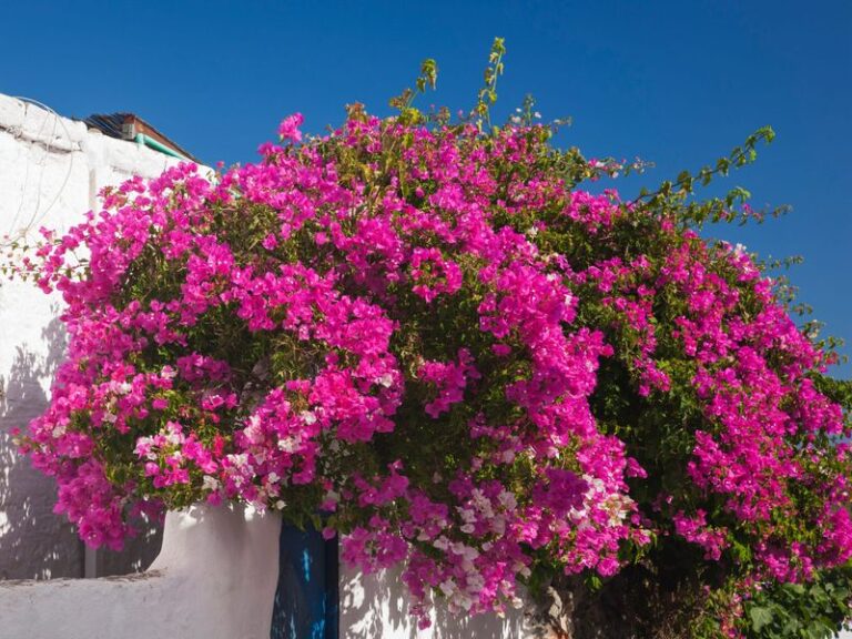 What Your California Bougainvillea Really Needs Before the First Cool Nights, and the One Feeding Mistake That Stops Its Blooms