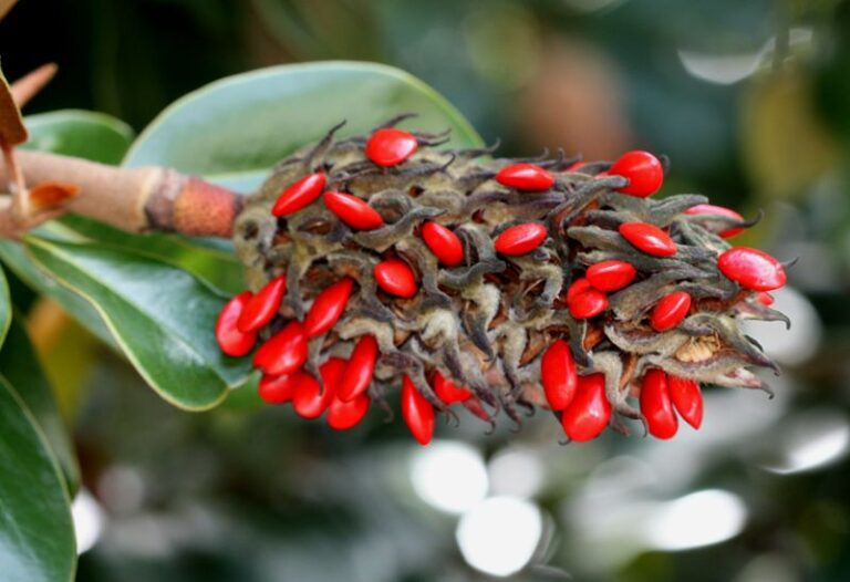 What Those Red Seed Pods on Your North Carolina Magnolia Are Really Telling You This September