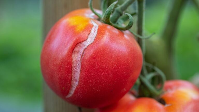 Your Tomatoes Are Cracking and Splitting in the September Heat – Here’s What Causes It and Whether They’re Still Safe to Eat