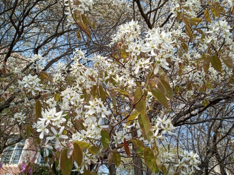 Skip the Bradford Pear in Your North Carolina Yard and Plant This Native That Blooms Just as Bright