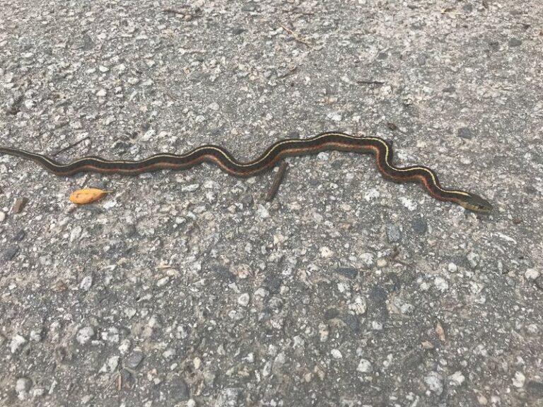 What It Really Means When a Garter Snake Shows Up in Your California Garden, and the Pests It Quietly Hunts