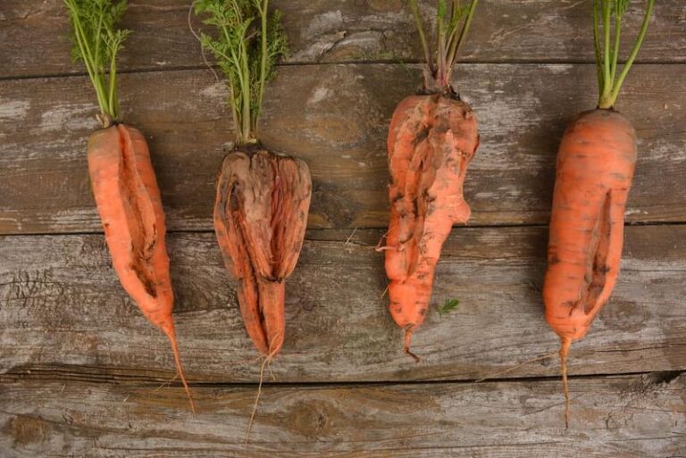Your Fall Carrots Split Down the Middle Right as You Pull Them — Here’s the Watering Swing Behind It