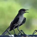 Why a Mockingbird Keeps Singing Outside Your Florida Window After Dark