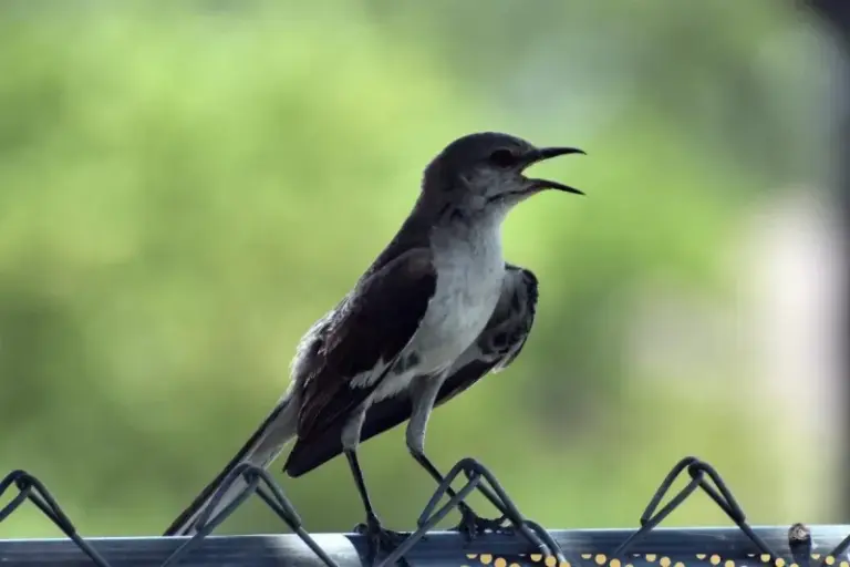 Why a Mockingbird Keeps Singing Outside Your Florida Window After Dark