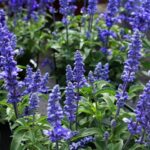 The Blue Flowers North Carolina Hummingbirds Keep Coming Back to All Season