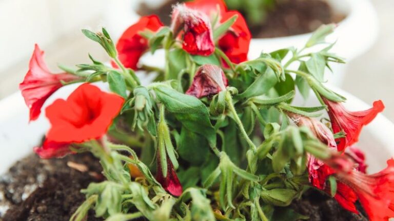 Your Petunias Stop Blooming in Late Summer for a Few Fixable Reasons