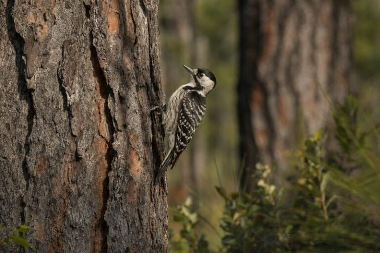 7 Florida Native Plants That Draw Woodpeckers In to Wipe Out the Boring Insects Killing Your Trees