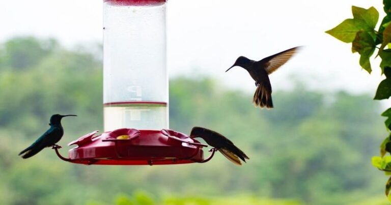 Why Your Central Texas Hummingbird Feeder Suddenly Empties Twice a Day in September