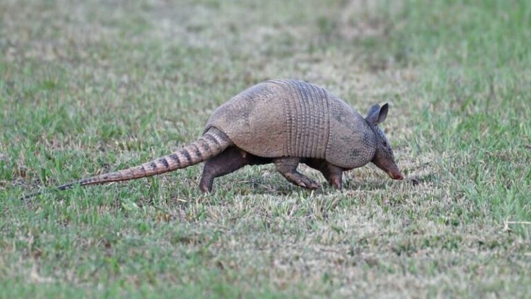Armadillos Digging Craters in Your Central Texas Lawn May Be Chasing Grubs Underneath