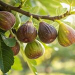 Your Fig Tree Still Sets More Fruit When You Fix This One Late-Season Miss