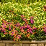 The One Thing California Lantana Needs Now to Bloom Like Crazy Through the Rest of the Summer Heat