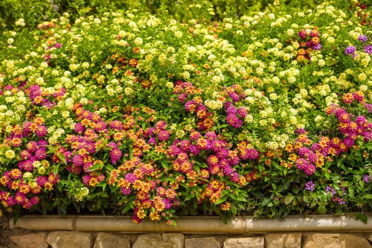 The One Thing California Lantana Needs Now to Bloom Like Crazy Through the Rest of the Summer Heat