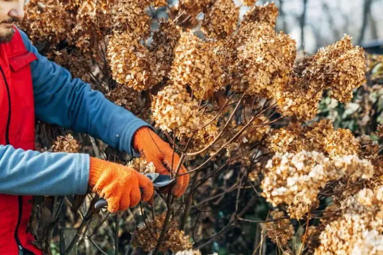 Skip These Two Fall Hydrangea Moves or You’ll Quietly Cut Next Year’s Blooms – Here’s What to Do Instead
