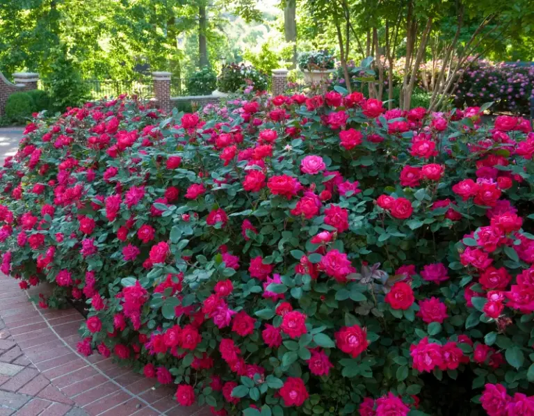 Feed Your Central Texas Knockout Roses This Way Now for a Wall of Blooms Straight Through October