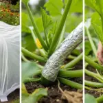 The One Thing North Carolina Squash Plants Need Before Vine Borers Hit or You Lose the Whole Crop