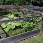 Box Turtles Keep Showing Up in North Carolina Garden Beds Because Your Soil Is Doing Something Right