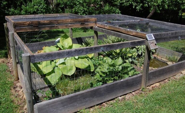 Box Turtles Keep Showing Up in North Carolina Garden Beds Because Your Soil Is Doing Something Right
