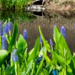 7 Florida Native Plants That Bring Tree Frogs In to Wipe Out the Roaches Around Your House
