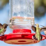 The 12 Nectar Swaps That Draw Hummingbirds In and 6 Mixes That Quietly Drive Them Off