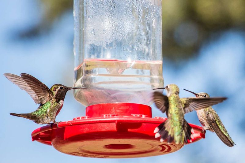 The 12 Nectar Swaps That Draw Hummingbirds In and 6 Mixes That Quietly Drive Them Off