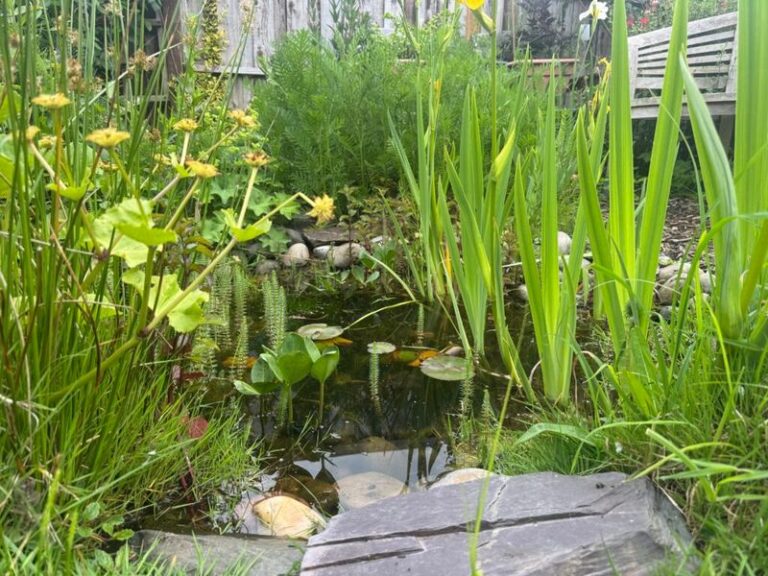Dragonflies slash mosquito pressure in California yards when you give them this breeding setup