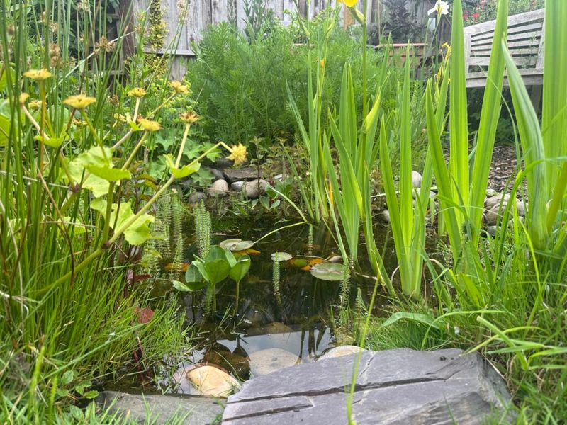 Dragonflies slash mosquito pressure in California yards when you give them this breeding setup