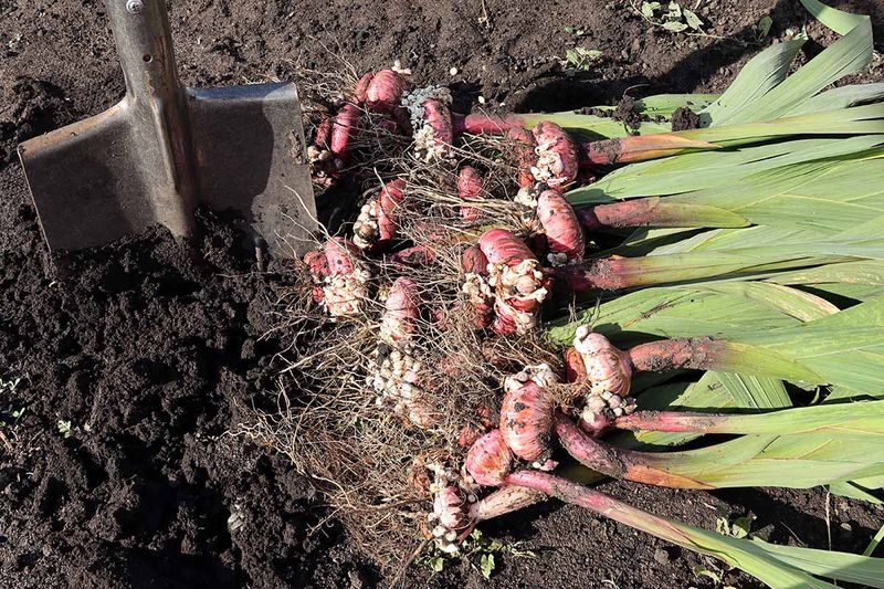 What North Carolina Gardeners Do to Dig and Store Gladiolus Corms Now for a Bigger Show Next Summer