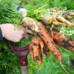 Your Fall Carrots Grow Big Leafy Tops but Skinny Forked Roots, and Soil May Be One Reason