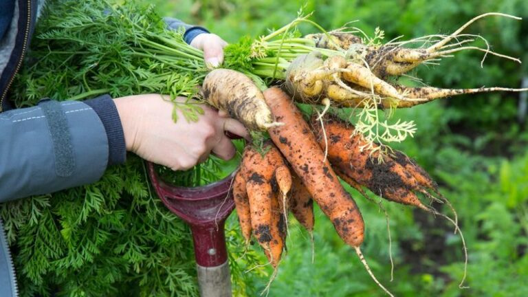 Your Fall Carrots Grow Big Leafy Tops but Skinny Forked Roots, and Soil May Be One Reason