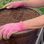 Your potted geraniums bloom better again when you fix this one container mistake