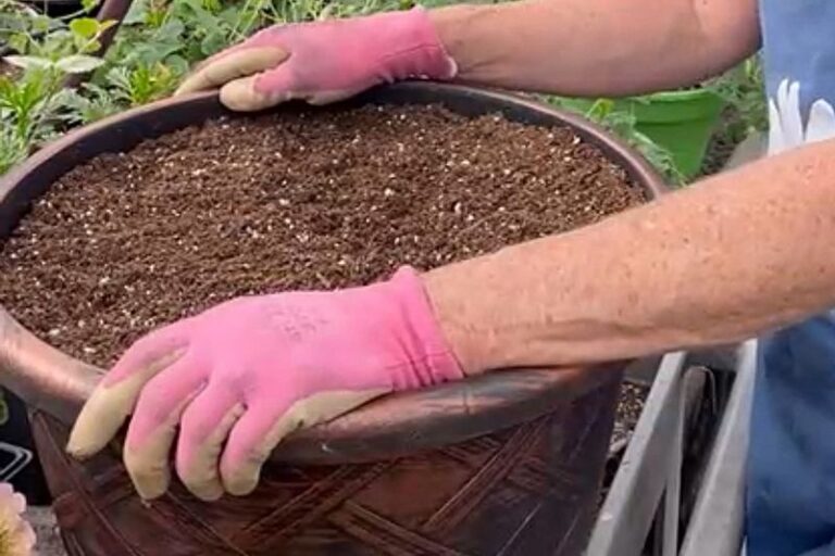 Your potted geraniums bloom better again when you fix this one container mistake
