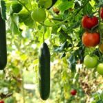 Your Tomatoes and Cucumbers Slow Their Yields Late in the Season — Here’s the One Feeding Change That Doubles the Harvest