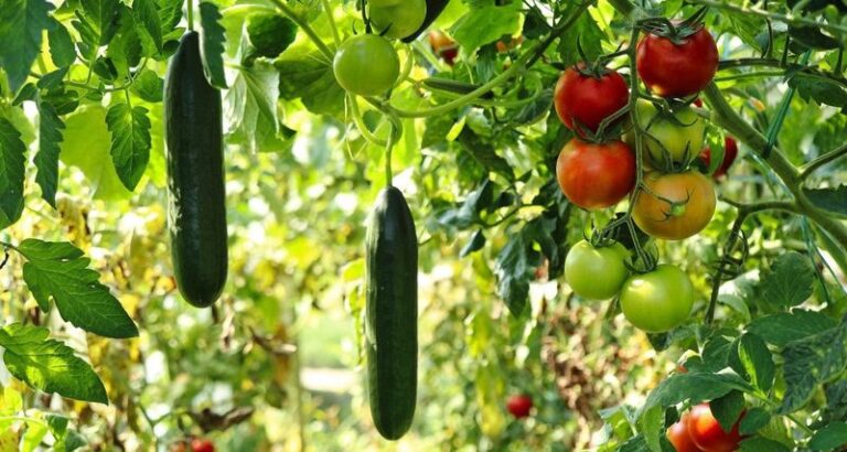Your Tomatoes and Cucumbers Slow Their Yields Late in the Season — Here’s the One Feeding Change That Doubles the Harvest