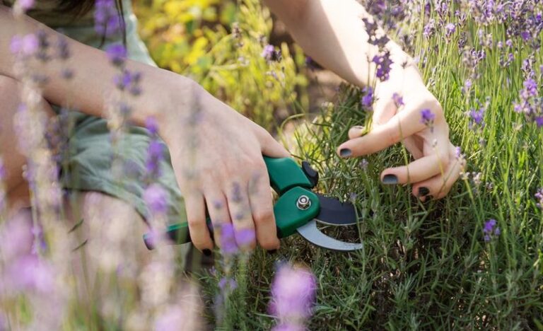 What California Lavender Actually Needs After It Flowers, and a Step Some Gardeners Overlook