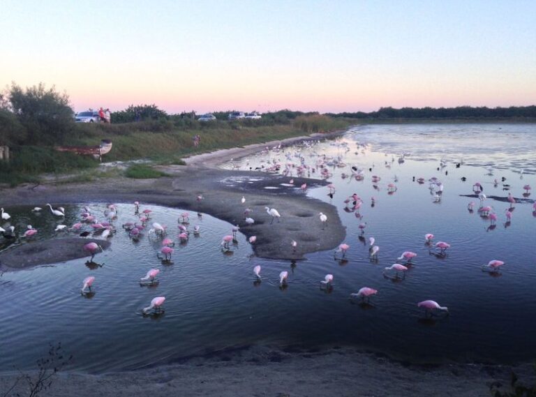 Roseate Spoonbills Land in Florida Yards With Standing Water – These Natives Bring Them Closer