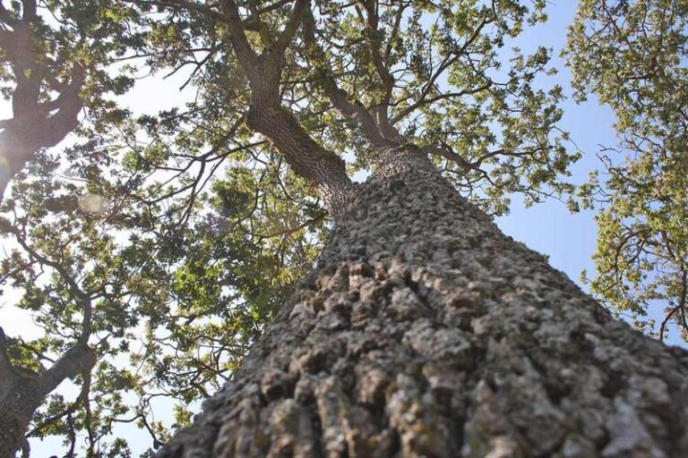 Why You Need a Permit to Trim an Oak Tree in Your California Yard, and What Happens if You Skip It