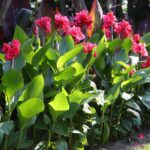 Your Canna Lilies Stay Strong Through Winter When You Handle These Fall Jobs Now