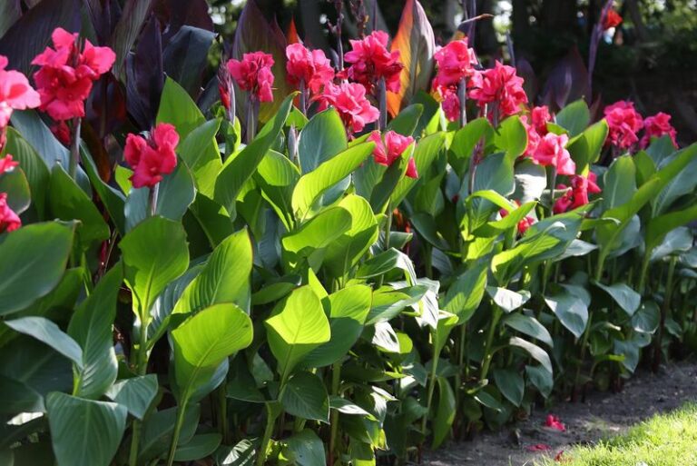 Your Canna Lilies Stay Strong Through Winter When You Handle These Fall Jobs Now