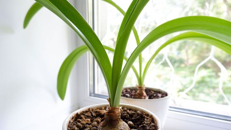 Your Amaryllis Bulb Sends Up Leaves but Never a Flower Stalk Indoors — Here’s the Rest It’s Missing