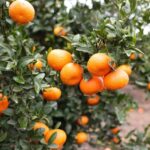 What Your California Citrus Trees Really Need in September to Recover Before Summer’s Stress Catches Up With Them