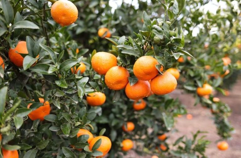 What Your California Citrus Trees Really Need in September to Recover Before Summer’s Stress Catches Up With Them