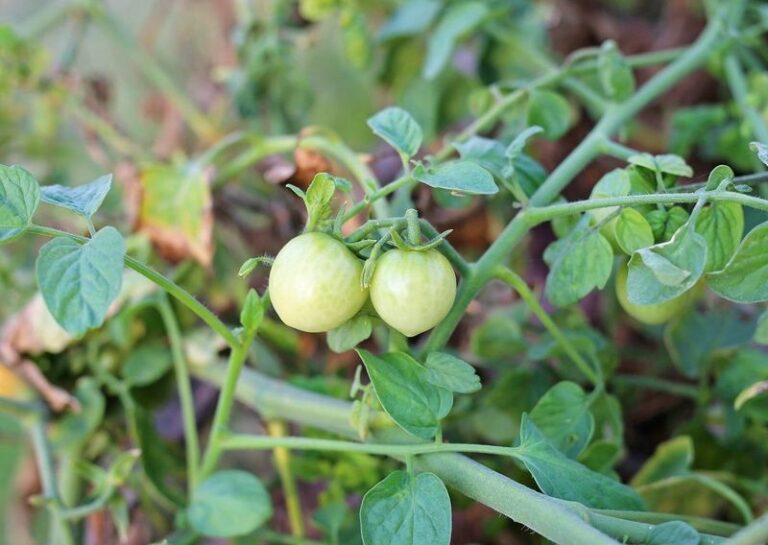 Your Tomatoes Stayed Small This Year No Matter How You Fed Them — Here’s the One Overlooked Mistake Behind It