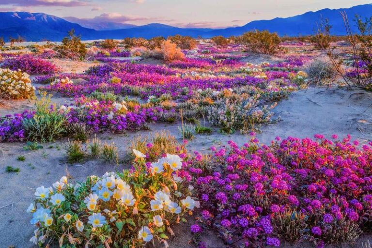 The 9 Stunning California Native Plants Most Gardeners Overlook, and Where Each One Shines in Your Yard