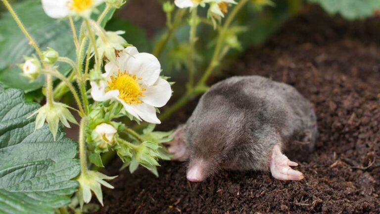 This simple garden staple helps push moles out before they ruin more of your lawn