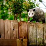 Why a possum keeps coming back to your Texas yard at night
