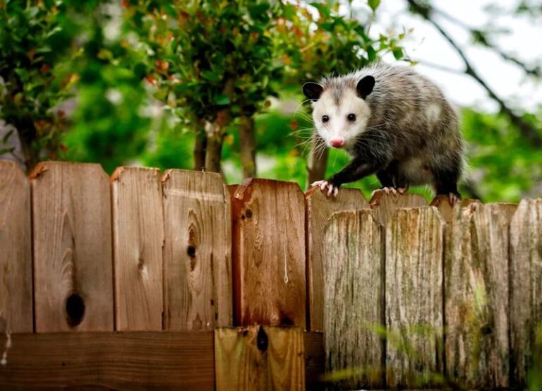 Why a possum keeps coming back to your Texas yard at night