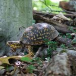 Eastern Box Turtles Quietly Clean Slugs Out of North Carolina Gardens When You Leave Them a Leaf Pile