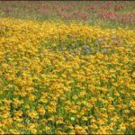The Native Texas Wildflower That Blankets a Caliche Bank in Gold When Nothing Else Will Root
